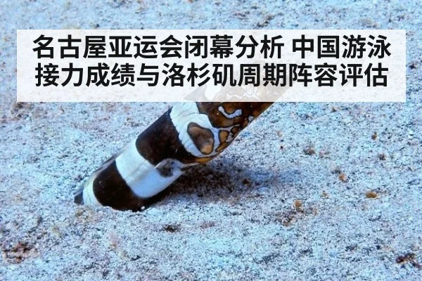 名古屋亚运会闭幕分析 中国游泳接力成绩与洛杉矶周期阵容评估